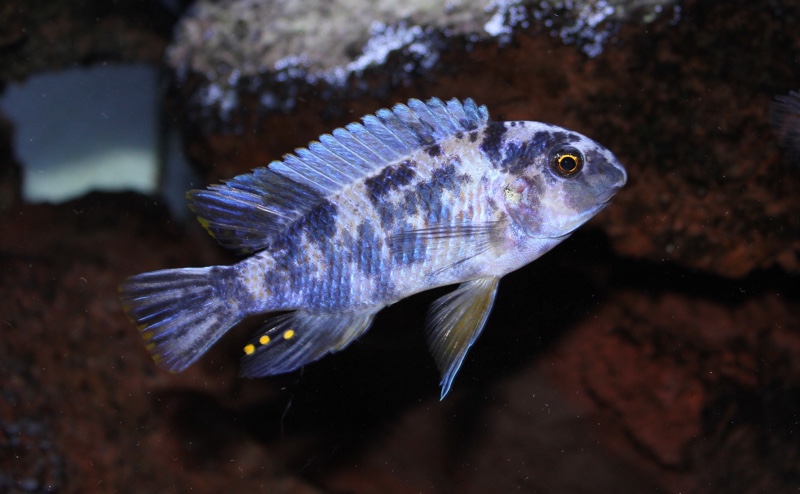 Labeotropheus fuelleborni 'Maleri Island'